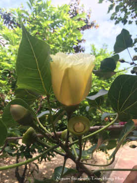 Bồ đề nở hoa! Adidaphat!